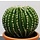 Barrel cactus 24 cm