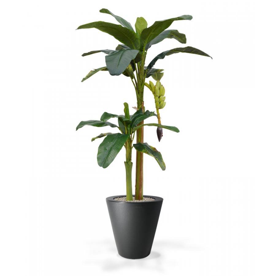 Bananenboom 180 cm x2