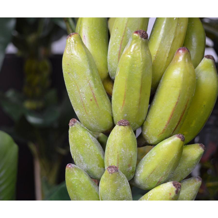 Bananenboom 180 cm x2