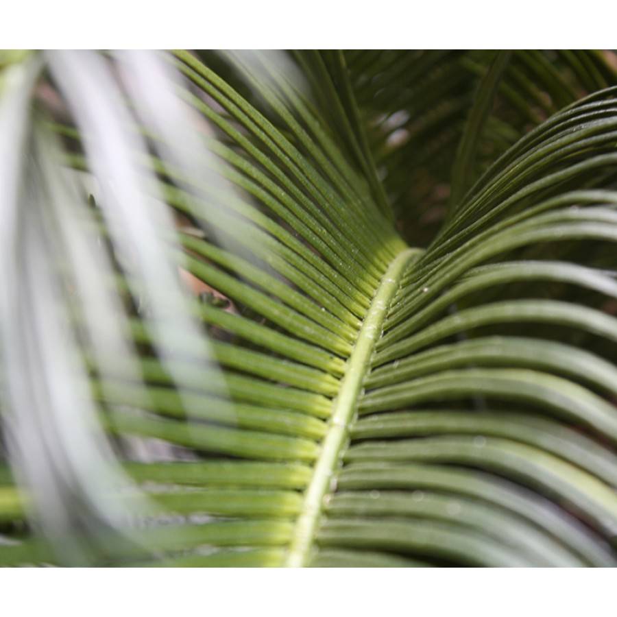 Cycas Palm 60 cm Deluxe UV