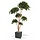 Ficus Exotica Layer x6 300 cm