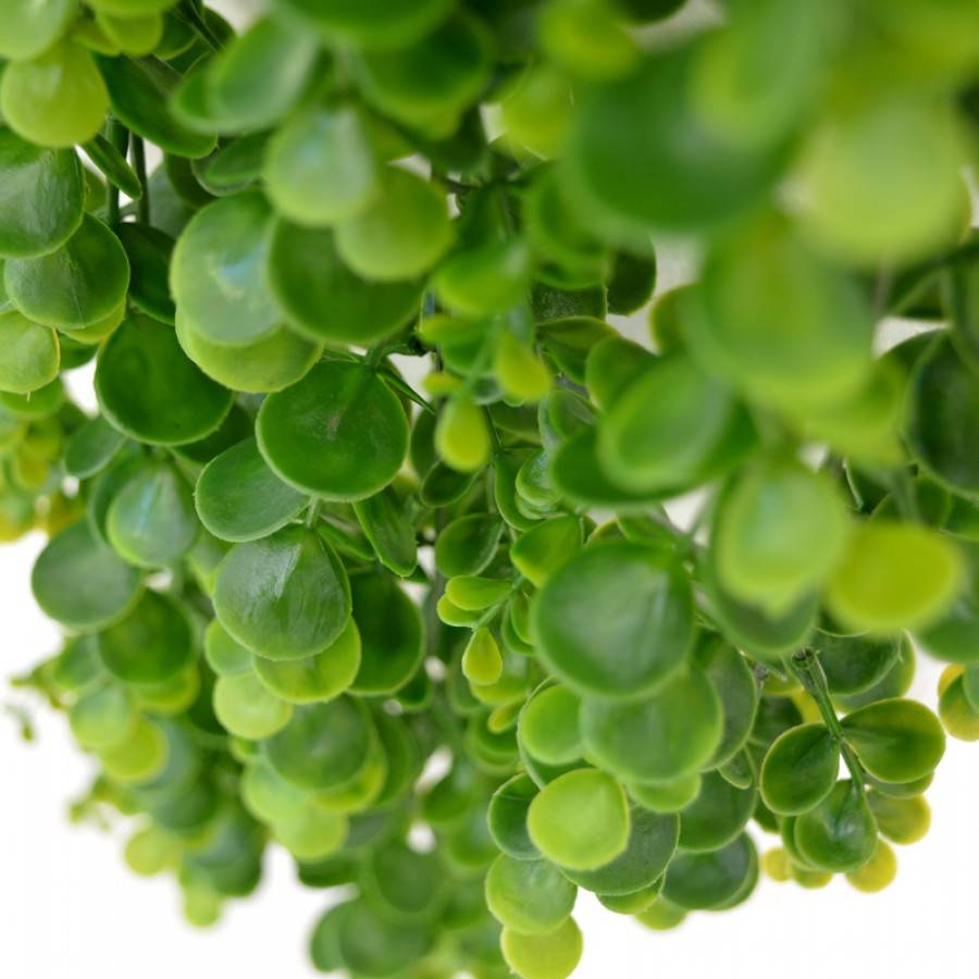 Eucalyptus Hangplant 70 cm