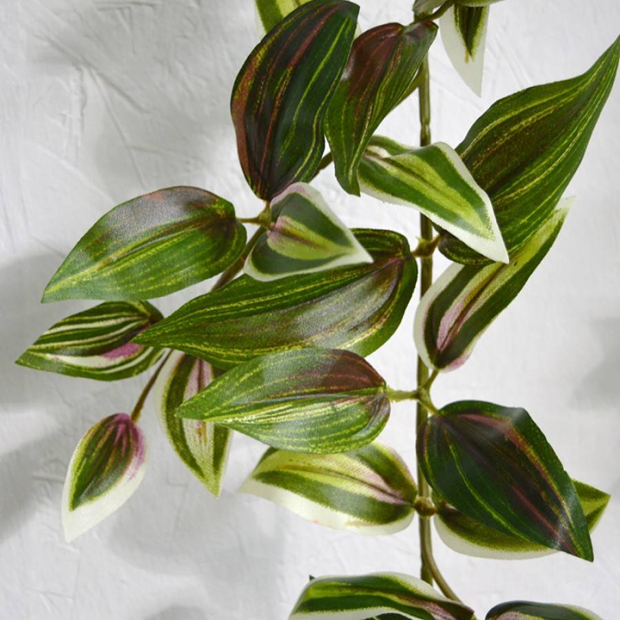 Tradescantia Guirlande 180 cm bont