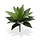 Agave Boeket 25 cm