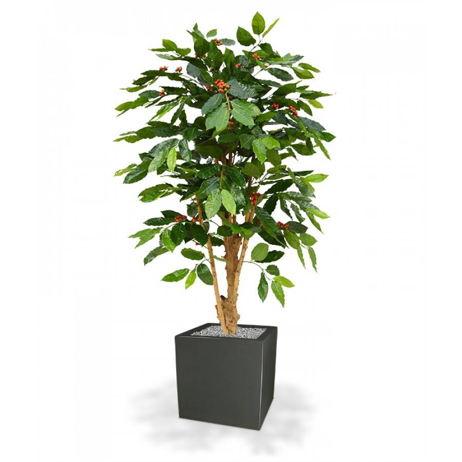 Coffee Arabica Deluxe 150 cm N