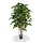 Ficus Exotica Deluxe 125 cm groen