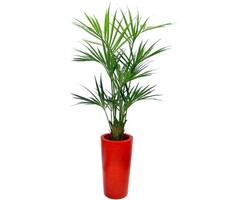 Palmera artificial Kentia XL Deluxe 260 cm