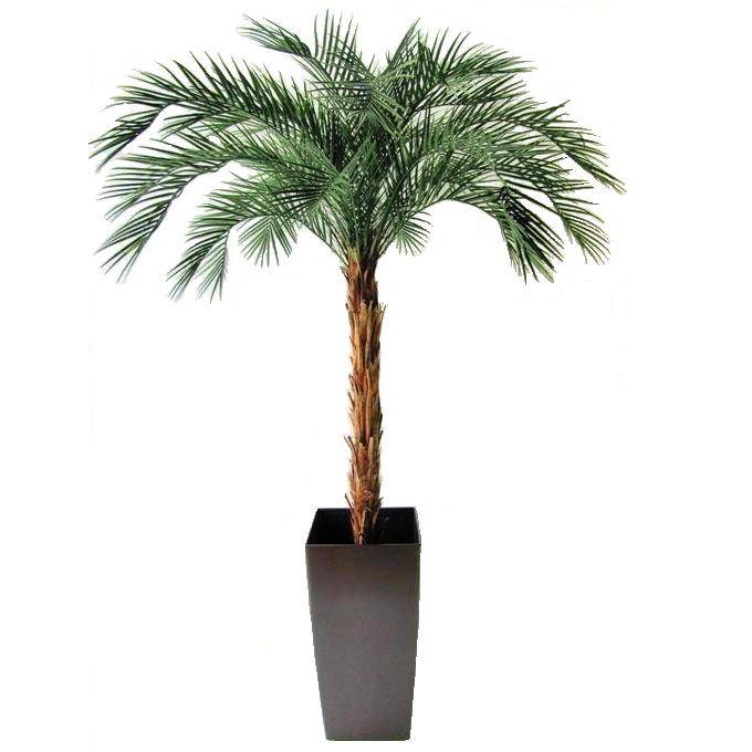 Phoenix Palm OD Deluxe 225cm