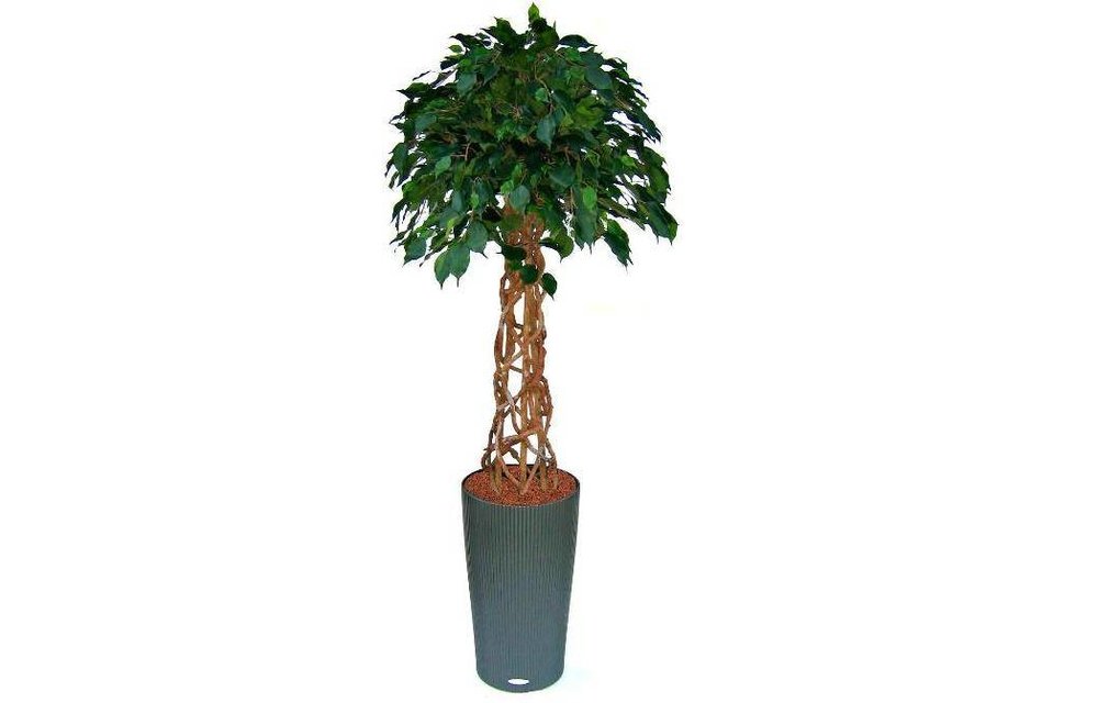 Ficus Exotica OS bol 150cm