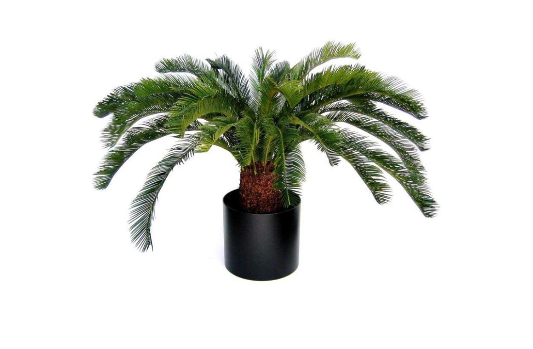 Cycas Palm Deluxe 140cm