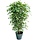 Ficus Exotica De luxe 210 cm bont