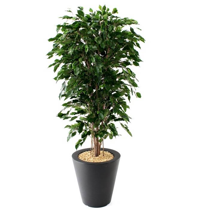 Ficus Exotica Deluxe 180cm groen