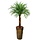 Areca Palm op stam 175cm