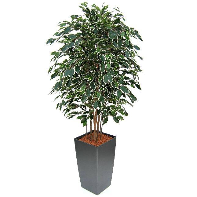 Ficus Exotica Deluxe 150cm bont