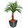 Areca Palm op stam 120 cm