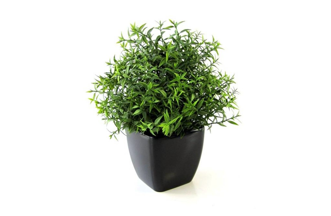 Eucalyptus 35cm in pot