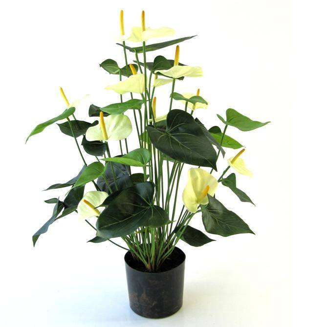 Anthurium de luxe 80 cm crème