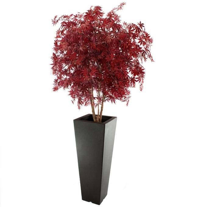 Acer Maple deluxe 165cm burgundy