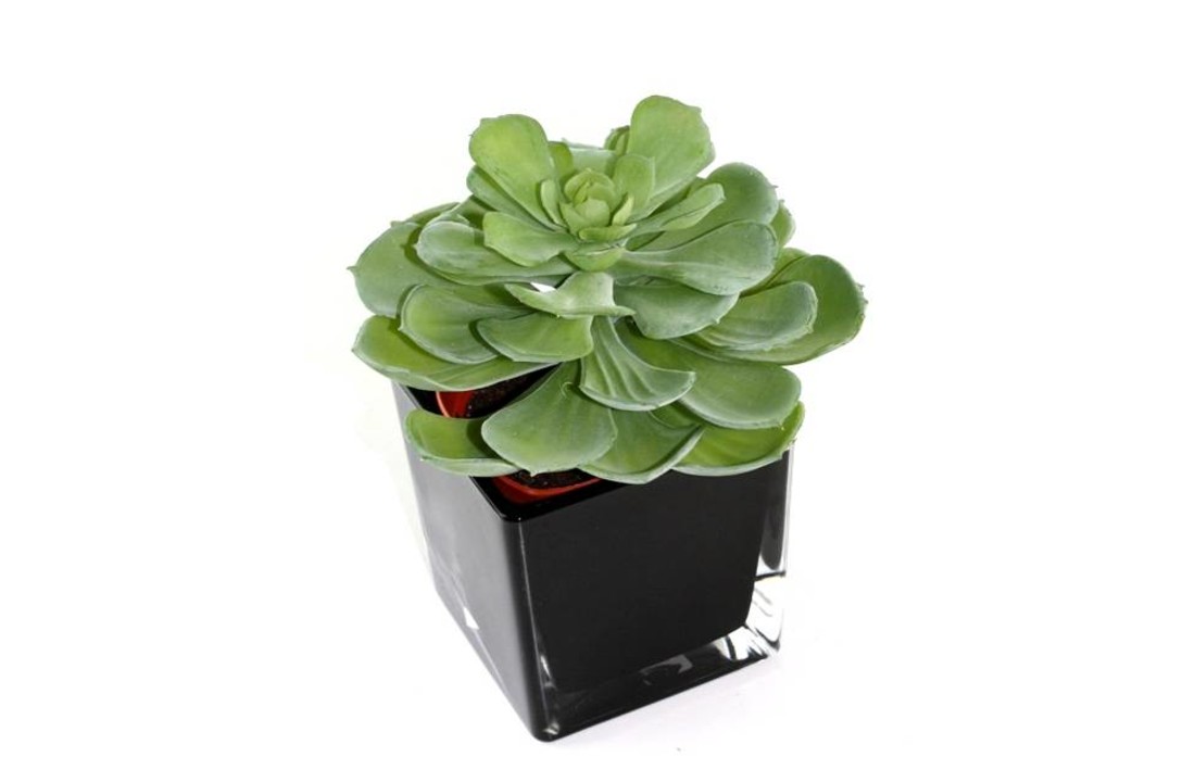 Echeveria vetplant 16cm in pot