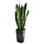 Sanseveria groen 70cm