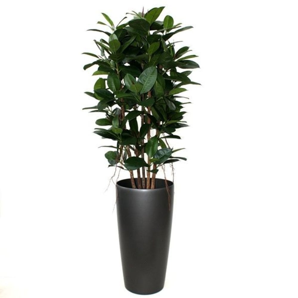 Philodendron Kolom 155cm - Kunstplanten.nl B.V.