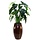 Philodendron XL 120cm