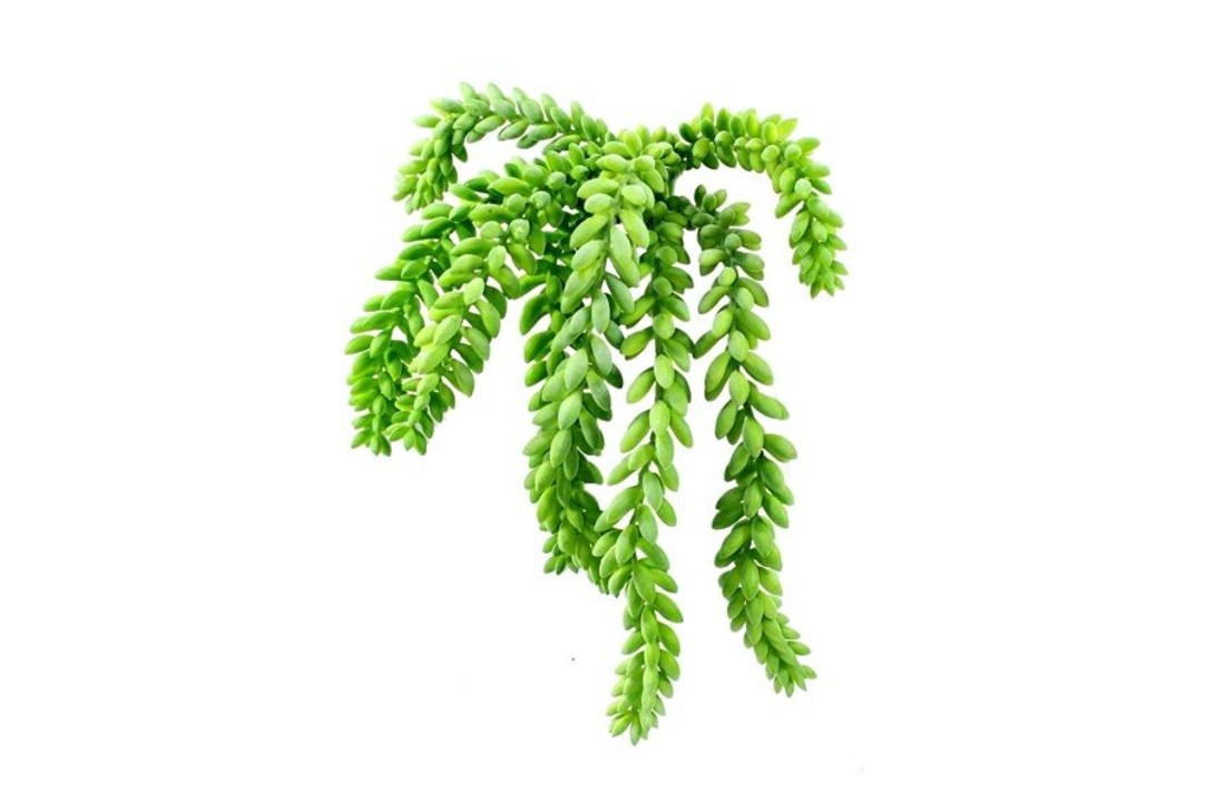 Donkey tail boeket 25cm