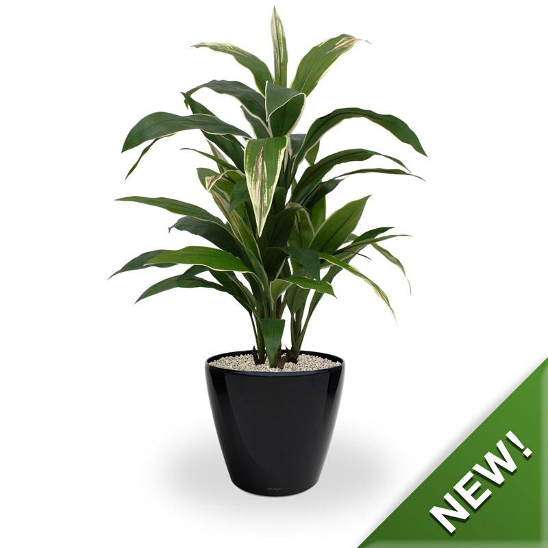 Draceana bont x4 80 cm