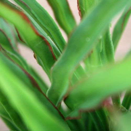 Draceana boeket 25 cm rood groen
