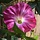Petunia Guirlande 180 cm cerise