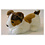 Jack Russel 23 cm