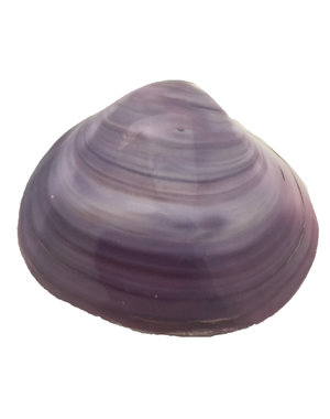 Papoose Toys Tok Shell/5pc