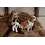 Pluchen hond met Puppies Pre-order