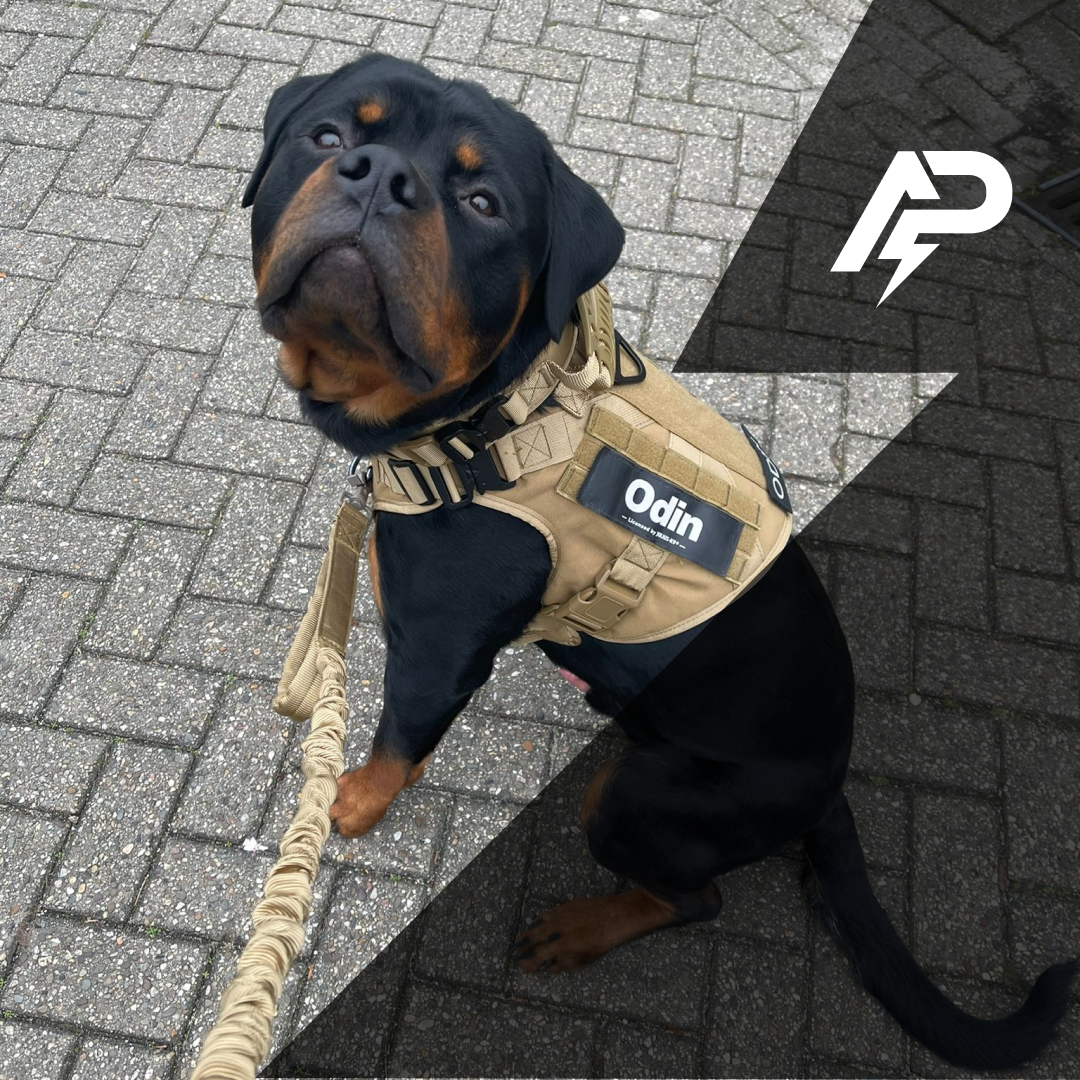 Pro K9 Leash