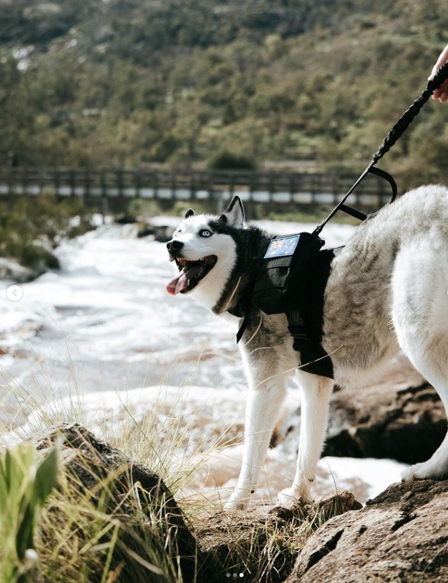 Alles wat je moet weten over het ras van de Siberische husky