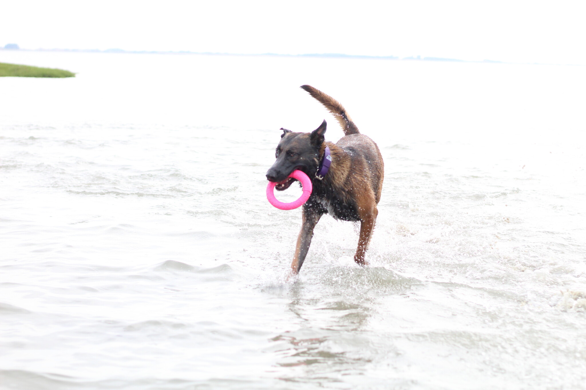 Verkoeling voor je hond: dit doen wij als het asfalt te heet is