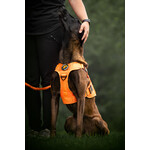 Pro Dog Harness Orange