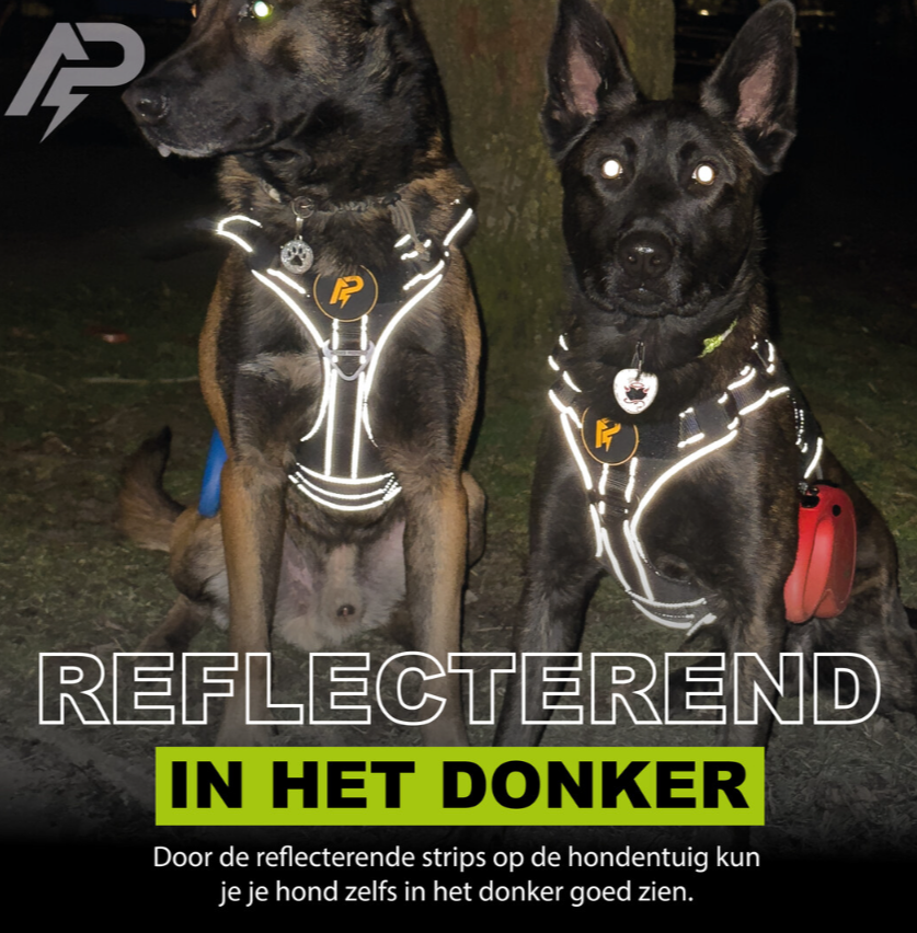 Herfst met je hond: 5 tips voor veilige en plezierige wandelingen 