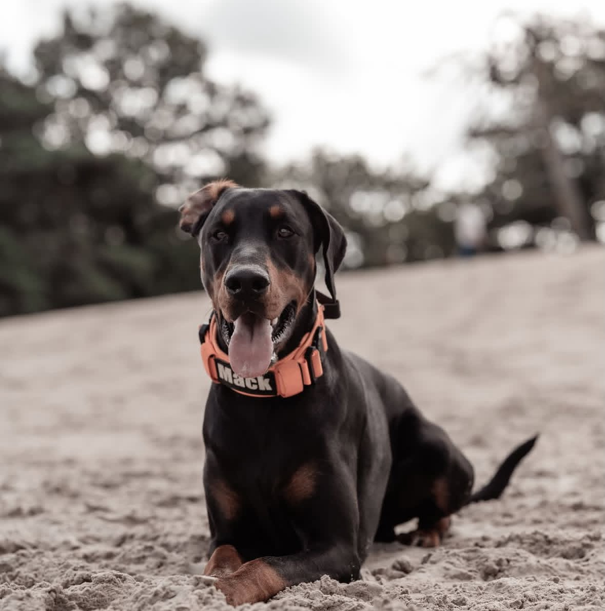 11 wandelroutes in Nederland waar je hond vrij mag loslopen (en jij wilt wonen)