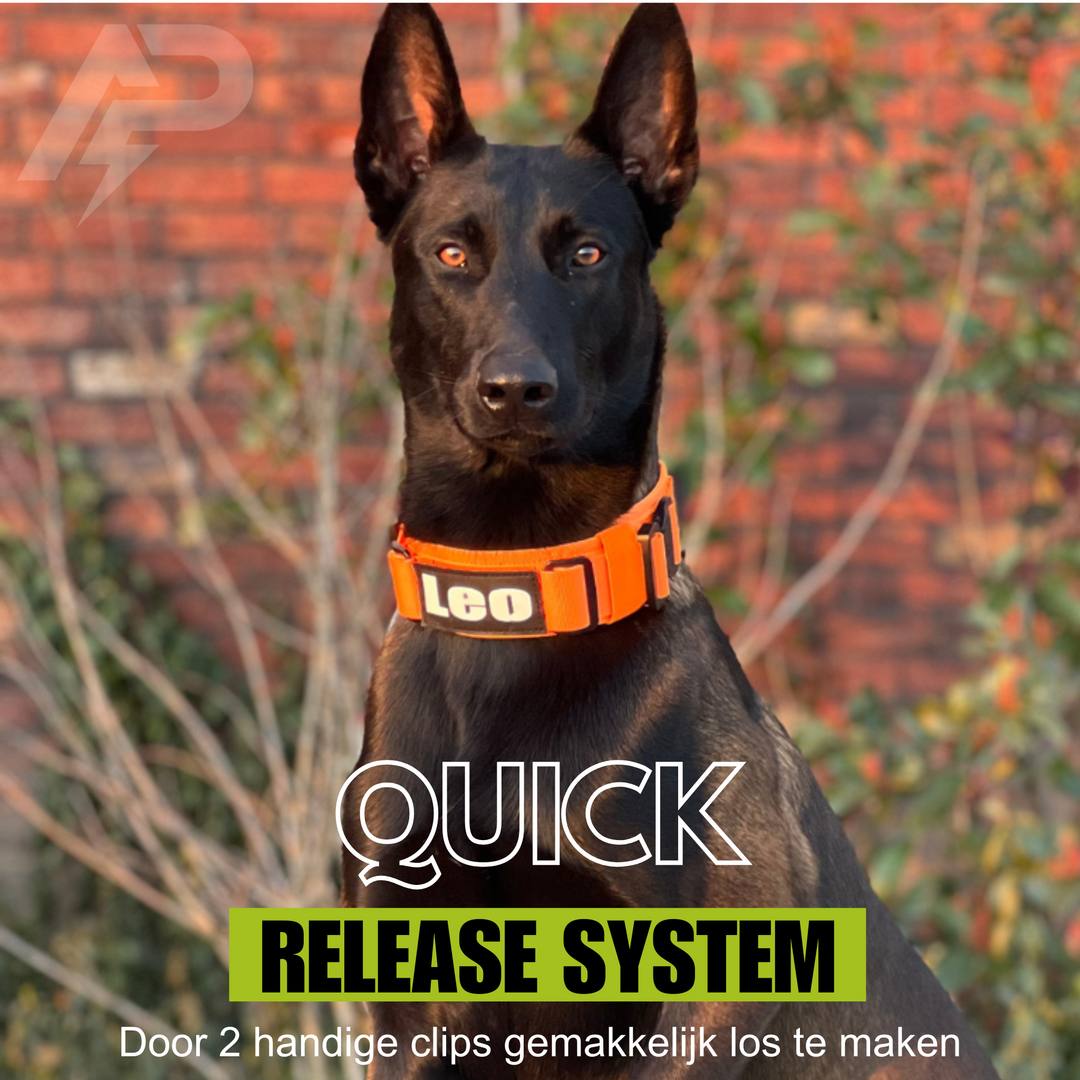 Combi-Deal Pro Harness + Collar Orange