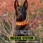 Combi-Deal Pro Harness + Collar Orange