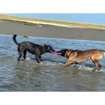 ProGrip Ring – Floating Fetch & Tug Toy Made of TPR Foam Rubber (Ø 19 cm)