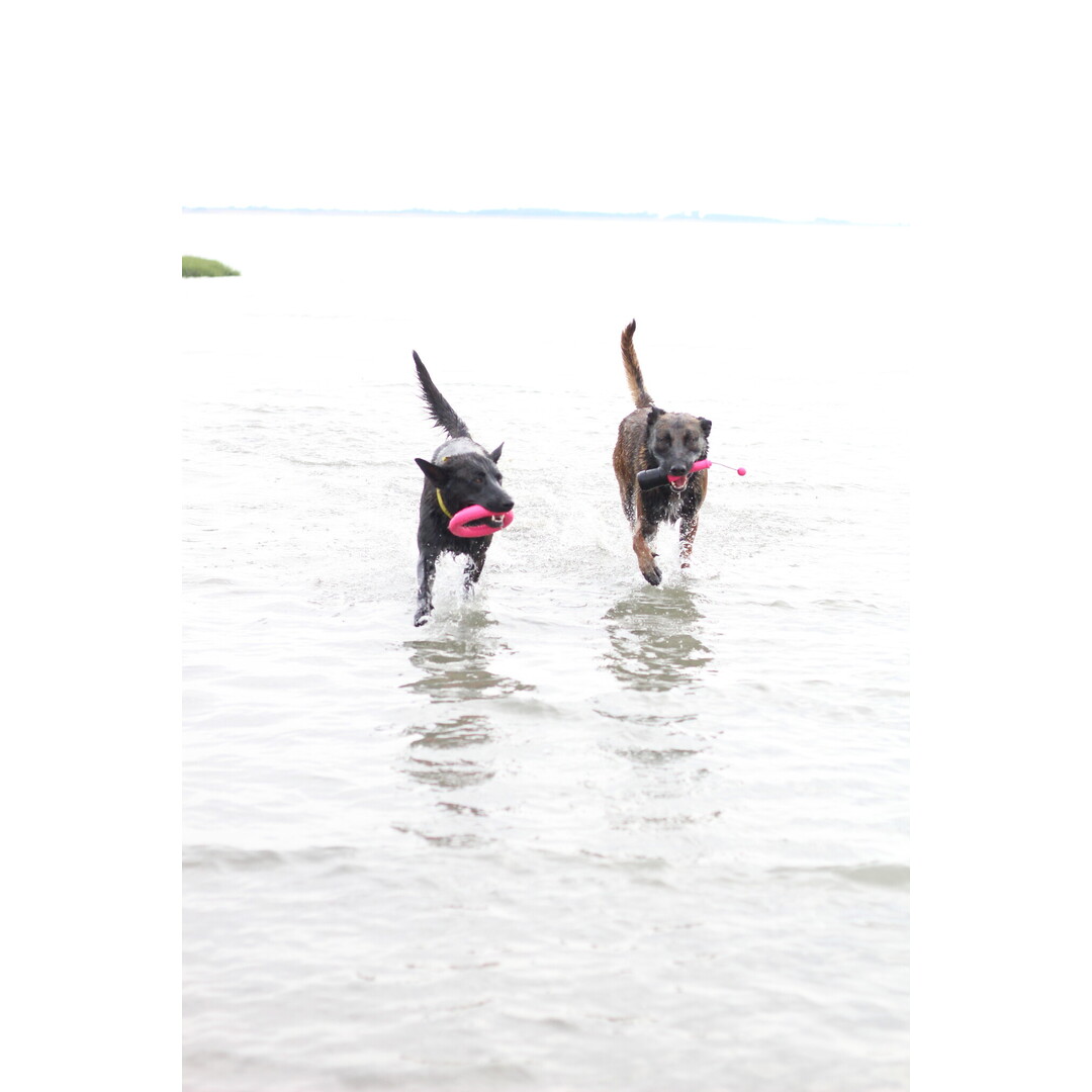 ProGrip Ring – Drijvende Apport- & Trekring van TPR Schuimrubber (Ø 19 cm)