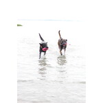 ProGrip Ring – Floating Fetch & Tug Toy Made of TPR Foam Rubber (Ø 19 cm)