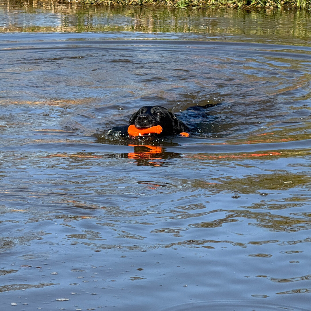 ProFloat – Drijvend Apporteerspeeltje met Koord (23 cm)