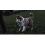 Meteor bal met touw green