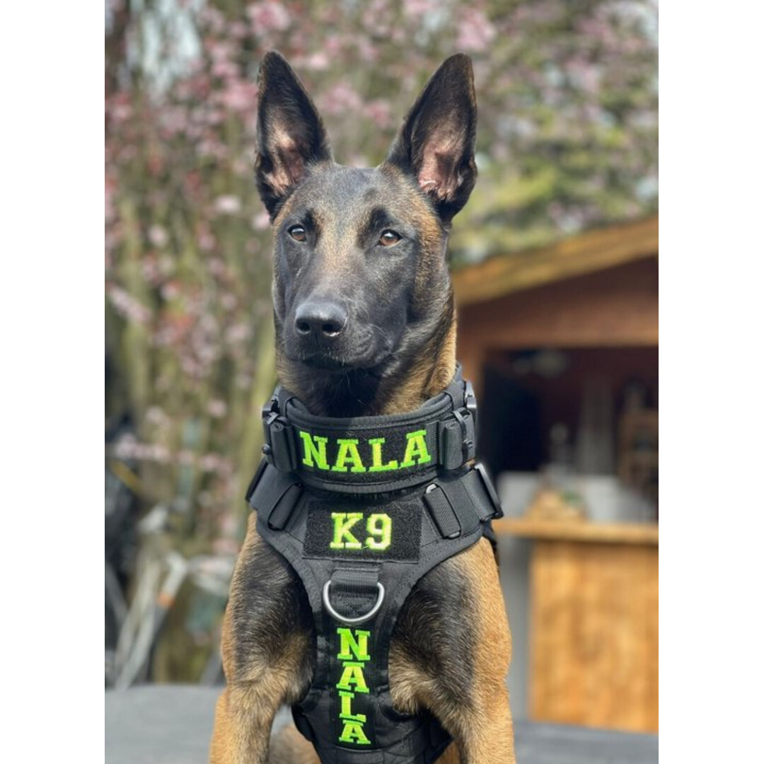 Always Prepared® Collar IDENT – Professional collar with fixed embroidery