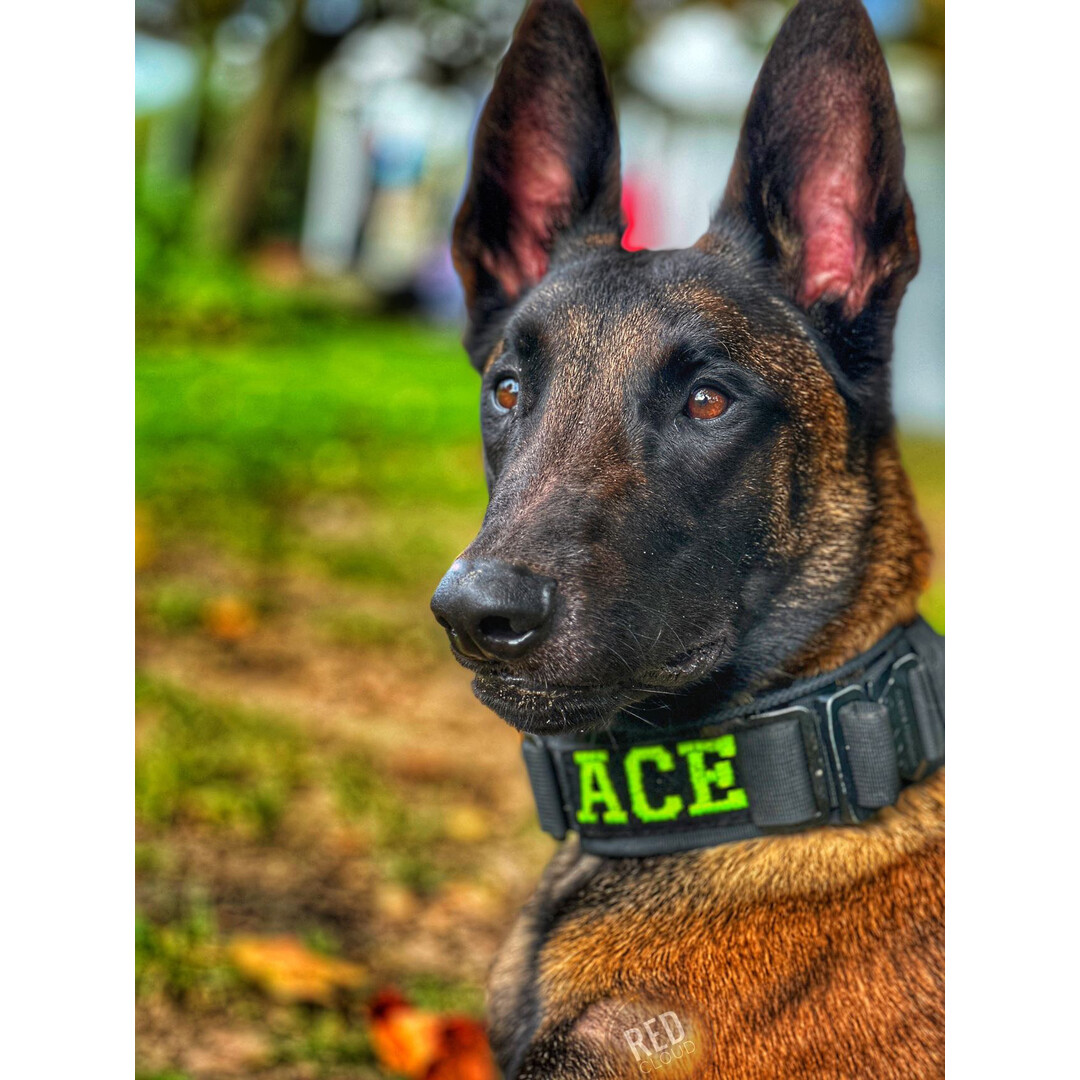 Always Prepared® Collar IDENT – Professional collar with fixed embroidery