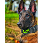 Always Prepared® Collar IDENT – Professional collar with fixed embroidery