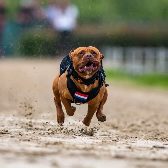 Waarom trekt mijn hond aan de lijn en wat kun je eraan doen: complete gids voor grote en sterke honden